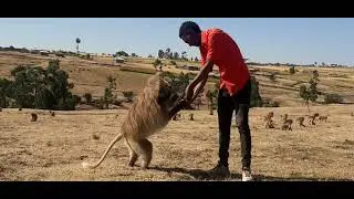This animal is an endemic animal of Ethiopia that found only in Arsi Oromia