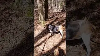 nice little walk today it was nice #pahikes #dogs