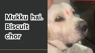 #viral #smile #love #masti #doglife #amazing #doglover #dogmom #dogmovies #dogmodel #gnn