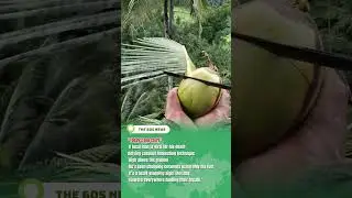 Chopping coconuts with FEET? (Unbelievable) 🥥
