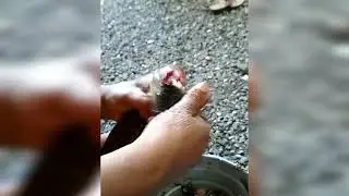 How to clean snakehead fish / murrel / varal village style
