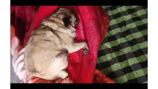 #pugs Funny Pug activities