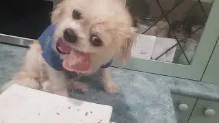 Little dog is getting rewards for good behavior during the  finished visit to Vet.