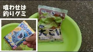 大ごいde鯉釣り