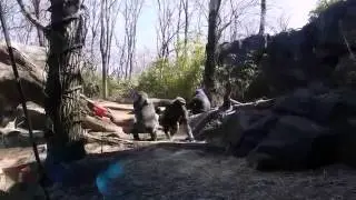 Animales travieso Compilation 2013 FailMachinima