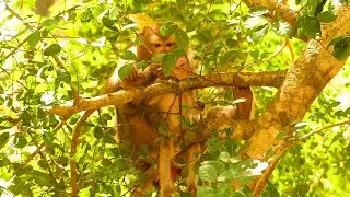 Orphan baby monkey Brandy got take care by  Bonita on the tree instead of mom