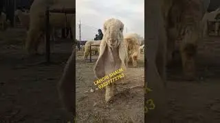 kajla kids 2025 ke liye | kajla Chatra | Aamir Bhai 03237772763