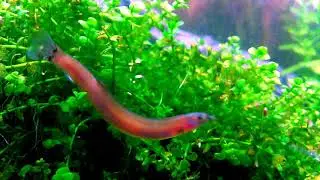 How to Grow Monte Carlo