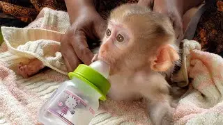 Smart Baby Monkey Jella Feeding Milk
