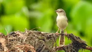 Plain Prinia Call | Singing Bird | Bird Song