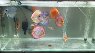 Discus Fish for Sale @ Mumbai