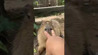 Capybara: The Chillest Animal in the Wild! 🐾 #capybara  #animals  #shorts