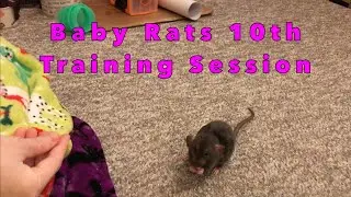 Baby Rat's 10th Trick Training Session (5 Piece Agility Course)