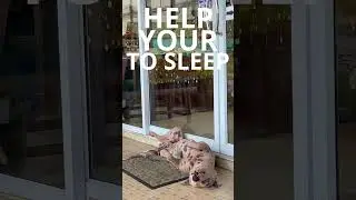 Help Your #dog To Sleep #relaxmydog