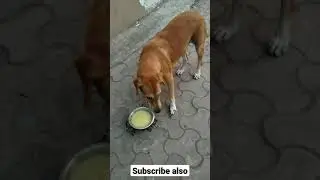 Eating Slowly Slowly | Feeding Dogs