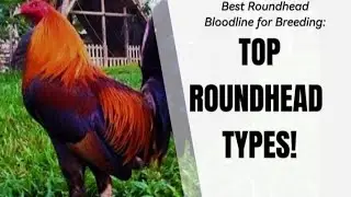 Самые известные типы крови круглоголовых петухов #gallos #курица #петух #петух #петушиная ферма #...
