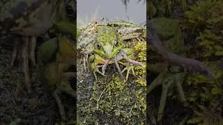 Mouse Control