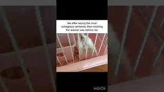 insert a beautiful text 🦊#popular#relatable#hamster#fyp