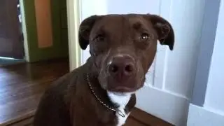 Dog had sneezing fit
