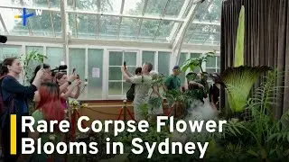 Thousands Attend Rare Bloom of Corpse Flower 'Putricia' in Sydney｜TaiwanPlus News