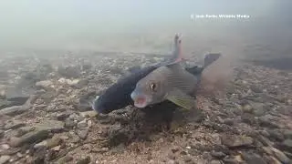Grayling Spawning (Funny Fish Sex)