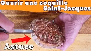 Comment ouvrir une coquille Saint-Jacques facilement (tuto rapide et efficace)🦪