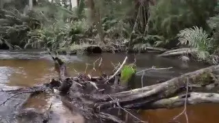 Latrobe River & Icy Creek slider footage
