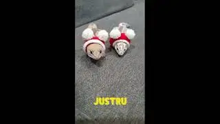 Fakta unik tokek lucu