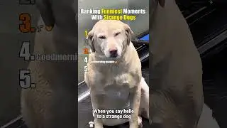 Funniest Moments With Strange Dogs #funny #dogs