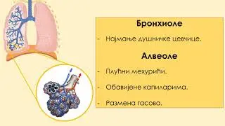 Sistem organa za disanje