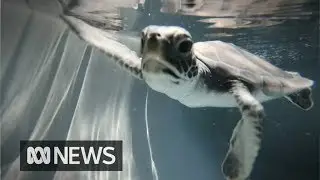 Baby green sea turtles face incredible odds simply to survive