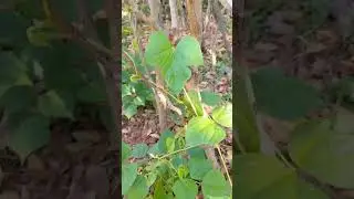 green beans plants #plants #vegetables