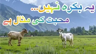 Animals Have Feelings Too 🥺🐐 | Loyal Goat & Owner Story