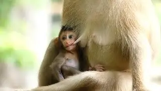 Monkey Rose Bring Baby Brady Far From Human. Rose Smart And Flexible For Remove Brady So Far.
