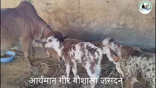 GIR GAU_DHAN IS _WORLD_BEST_GIR GAUMATA AT PRESENT TIME...!!!!!