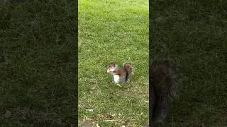 Cute squirrel