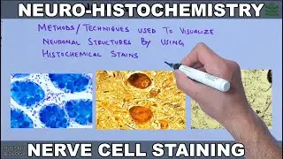 Neurohistochemistry | Staining of Nerve Cell