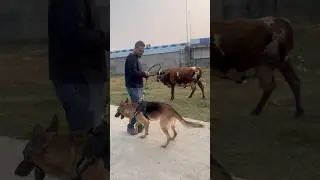 Just look how Happy scared the cow 😹..#dog #dogshorts #gsd #cow #bengalivlog #dailyvlog #fyp