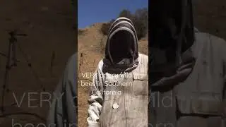 wild bees can be VERY angry always wear your suit #beekeeping #beekeeping101