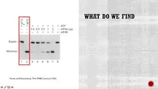 Figure 17.21 eIF4A has helicase activity