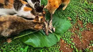 Indonesian Rural Cats Eating Fried Fish - Mukbang Cats Asmr