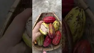 relaxing fruit video #asmr #asmrsleep #calming #fruitcutting #notalking
