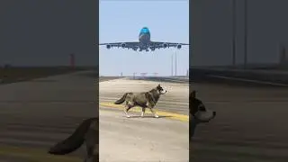 A Husky Accidentally Comes Runway During Airplane Emergency Landing Gtav