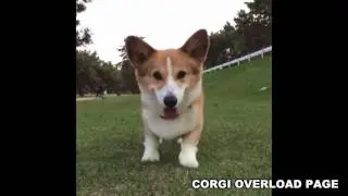 Happy Corgi Dancing