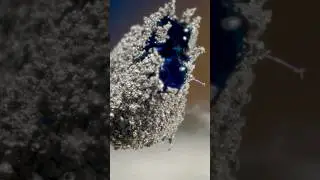 cult follower open cylinder liquid marbles