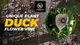 Discover the Giant Pelican Flower Vine Aristolochia grandiflora commonly known as the Dutchmans Pipe