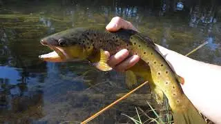 FLY FISHING MOORABOOL RIVER BROWN TROUT