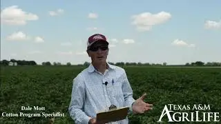 2020 Colorado County Crop Tour