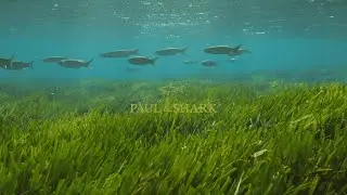 Protecting Posidonia