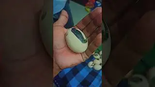 eggs to chick transformation 🥚to 🐤😍 #before #after #chicks #transformation #viralvideo #shorts